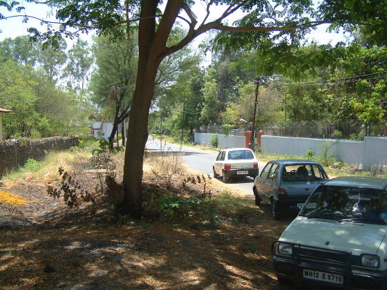 Cars parked on the wide verge of a sunny tree-lined road